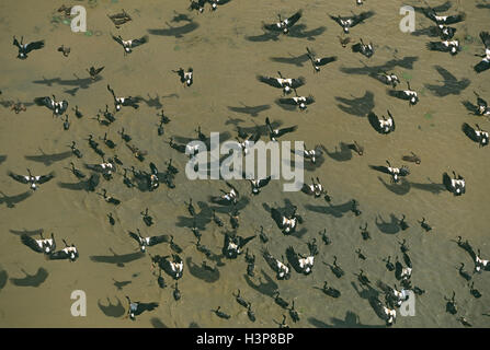 Große Herde von gemischten Arten einschließlich Magpie Gänse (Anseranas Semipalmata) Stockfoto