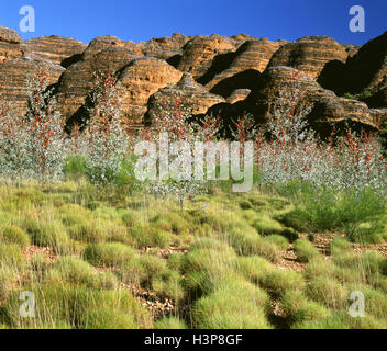 Wickhams Grevillea (Grevillea Wickhamii) Stockfoto