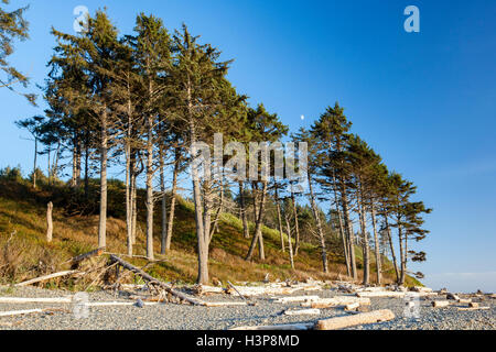 Bäume in Ruby Beach - Olympic National Park in der Nähe von Forks, Washington; USA Stockfoto