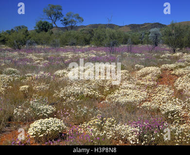 Wüste in voller Blüte im August nach ungewöhnlichen Regenfällen im Februar und April: Stockfoto