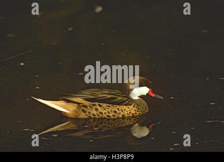Weiße-cheeked Pintail (Anas Bahamensis) Stockfoto