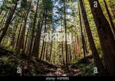 Avatar-Grove - Port Renfrew, Vancouver Island, British Columbia, Kanada Stockfoto