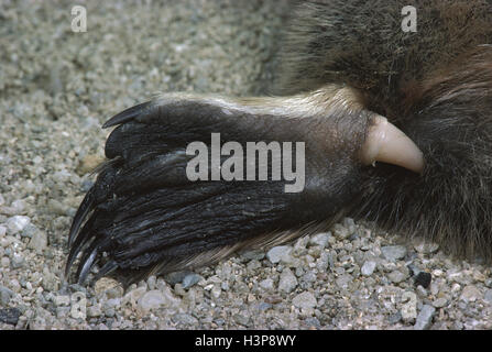 Platypus (Ornithorhynchus Anatinus) Stockfoto