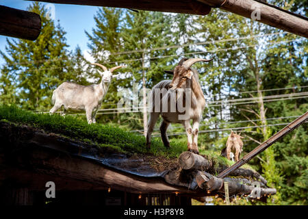 Ziegen auf dem Dach - Old Country Market - Coombs, Vancouver Island, British Columbia, Kanada Stockfoto