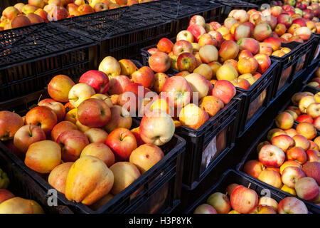 Frische Äpfel Wurzel Keller - Old Country Market - Coombs, Vancouver Island, British Columbia, Kanada Stockfoto