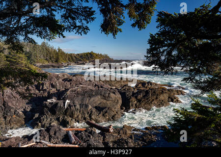 Felsige Klippen - Wild Pacific Trail, Ucluelet, Vancouver Island, British Columbia, Kanada Stockfoto