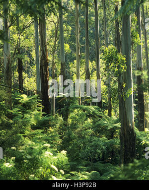 Eberesche (Eukalyptus Regnans) Stockfoto