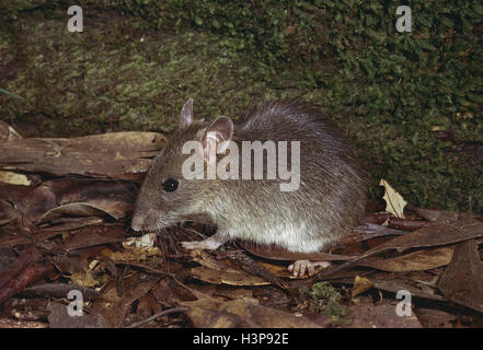 Bush-Ratte (Rattus Fuscipes) Stockfoto