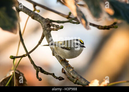 Golden-gekrönter Goldhähnchen - Wild Pacific Trail, Ucluelet, Vancouver Island, British Columbia, Kanada Stockfoto