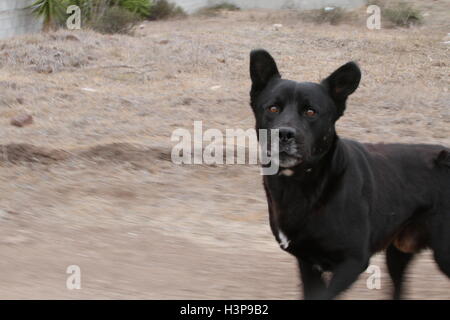 Schwarzer Hund hinter uns her Stockfoto