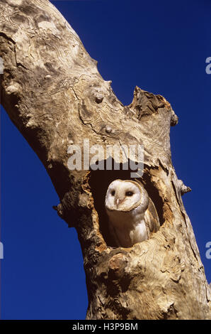 Schleiereule (Tyto alba) Stockfoto