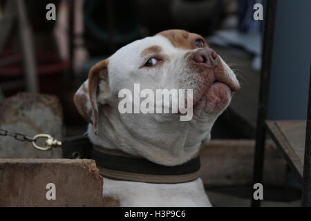 Bilder von einem Pitbull in Baja California Mexiko, Stadt der rosarito Stockfoto