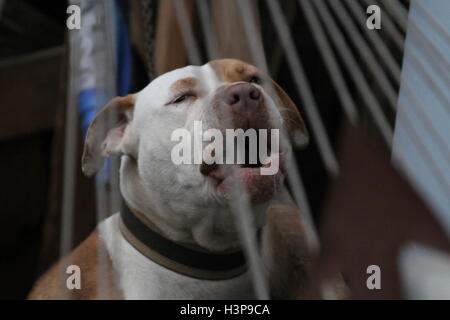 Bilder von einem Pitbull in Baja California Mexiko, Stadt der rosarito Stockfoto