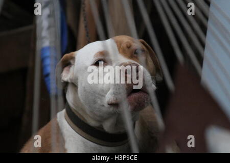 Bilder von einem Pitbull in Baja California Mexiko, Stadt der rosarito Stockfoto