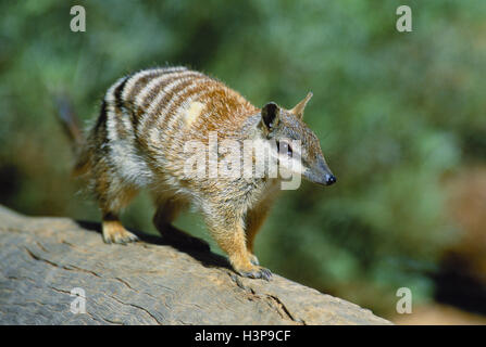 Numbat (Myrmecobius Fasciatus) Stockfoto