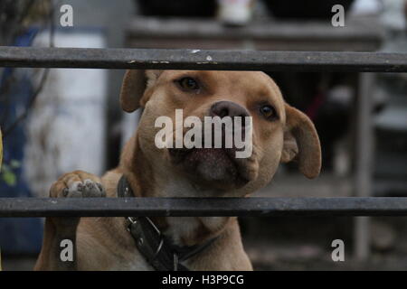 Bilder von einem Pitbull in Baja California Mexiko, Stadt der rosarito Stockfoto