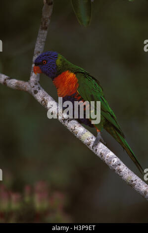 Regenbogen Lorikeet (Trichoglossus Moluccanus) Stockfoto