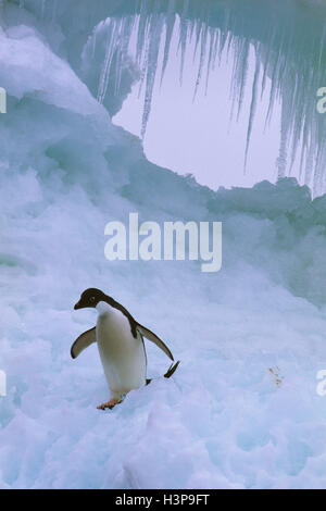Adelie Penguin (Pygoscelis Adeliae) Stockfoto