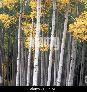 Beben Aspen Hain in der Nähe von Vail, CO Stockfoto