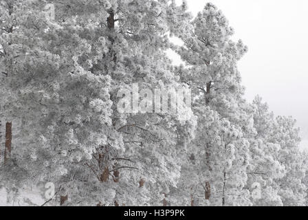 Schneebedeckte Ponderosa Pines in Bergen in der Nähe von Boulder Stockfoto