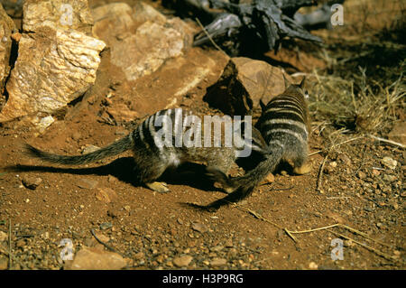 Numbat (Myrmecobius Fasciatus) Stockfoto