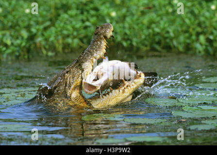 Leistenkrokodil (Crocodylus Porosus) Stockfoto
