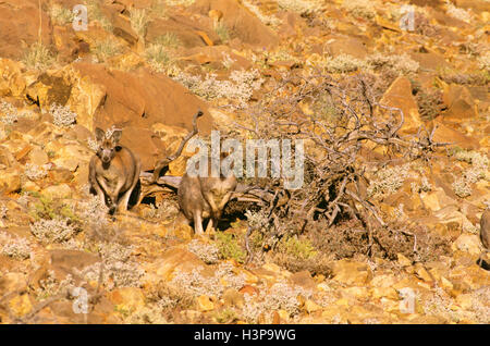 Euro oder Wallaroo (Macropus Robustus Erubescens) Stockfoto