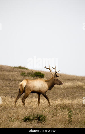 Männliche Tule Elche (Cervus Canadensis Nannodes) in der Point Reyes National Seashore in der Nähe von San Francisco, Kalifornien, USA. Stockfoto