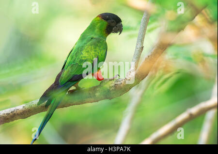 Black-hooded Sittich (Aratinga Nenday), Pantanal, Mato Grosso, Brasilien Stockfoto