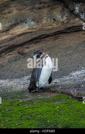 Galápagos-Pinguin (Spheniscus Mendiculus), Tagus Cove, Insel Isabela, Galapagos, Ecuador Stockfoto