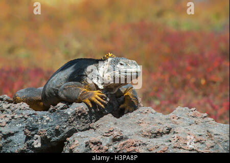 South Plaza Island, Galapagos, Ecuador, Galapagos Land Iguana (Conolophus Subcristatus), UNESCO-Weltkulturerbe Stockfoto