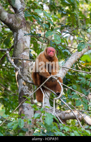 Roten kahlköpfigen Uakari Affen auch bekannt als britische Monkey (Cacajao Calvus Rubicundus), Bundesstaat Amazonas, Brasilien Stockfoto