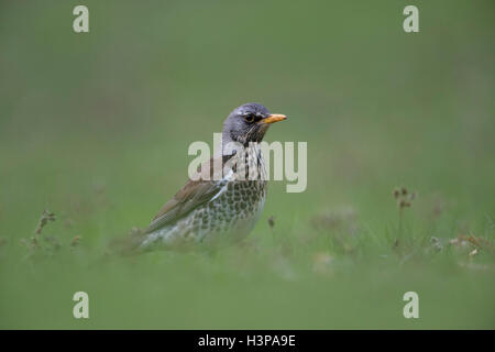 Wacholderdrossel / Wacholderdrossel (Turdus Pilaris) in Zucht Kleid, sitzt auf dem Boden herum, niedrige Sicht beobachten. Stockfoto