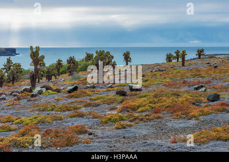 Riesige Kakteen, South Plaza Island, Galapagos, Ecuador, UNESCO-Weltkulturerbe Stockfoto