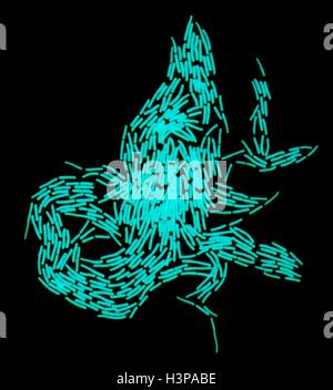 Bacillus Megatherium bakteriellen Kolonie, leichte Schliffbild (LM). Diese stabförmige Gram positive Bakterien findet sich im Boden. Es ist eines der größten Bakterienzellen, Messung von bis zu vier Mikrometern in der Länge. Aus diesem Grund ist es ein beliebtes Organismus für bakterielle Forschung. Große Anzahl teilender Bakterien vorhanden sind. Vergrößerung: X 400 wenn bei 10 cm breite gedruckt. Stockfoto