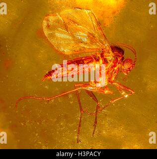 Macrophotograph einer versteinerten Pilz Mücke (Mycetophilidae) eingebettet im baltischen Bernstein, einem versteinerten Harz, einige 30 Millionen Stockfoto