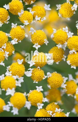 Kamillenblüten (Asteraceae), hautnah. Stockfoto