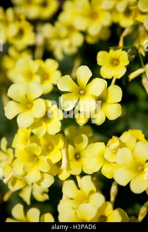 Gelbe Blüten, Nahaufnahme. Stockfoto