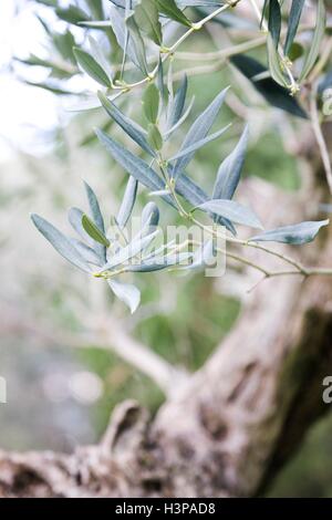 Olive (Olea Europaea) Ast, Nahaufnahme. Stockfoto