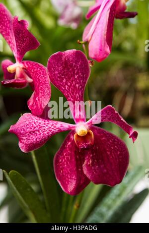 Rosa Blüten, Nahaufnahme. Stockfoto