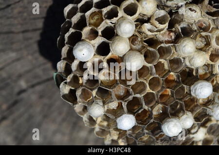 Wespennest ohne Wespen. Zerstörtes Nest Wespen gefangen. Waben mit Larven. Stockfoto