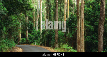 Befestigte Straße schlängelt sich durch Eukalyptus-Wald Stockfoto