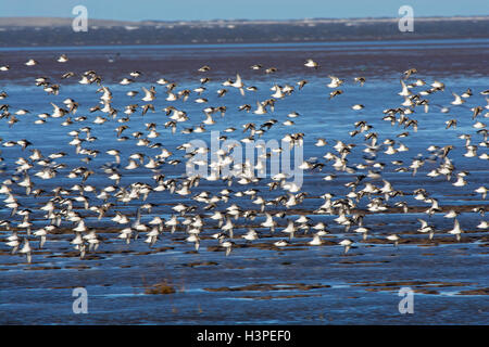 Eine Herde von Zugvögeln Sanderlinge, Calidris Alba, fliegen über das Wasser auf den Strand, Lancashire, England, UK Stockfoto