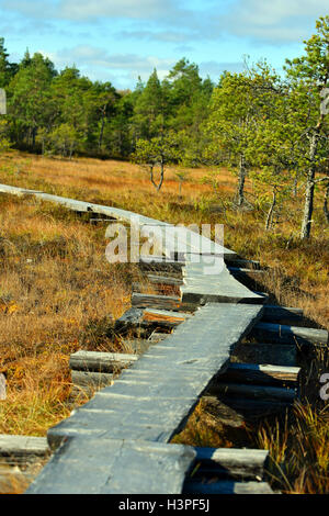 Hölzernen Fußweg zum Schutz von Feuchtgebieten. Gelbem Grund und Wald im Hintergrund. Stockfoto