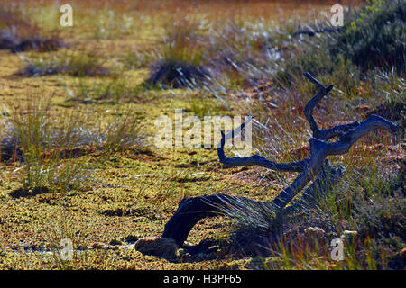 Moor-Nahaufnahme. Toter Baum im Vordergrund mit nassem Moos und Gräsern. Stockfoto