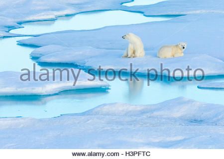 Ruhen jungen Eisbären (Ursus Maritimus) auf einer Eisscholle, Polar Bear Pass in Lancaster Sound. Stockfoto