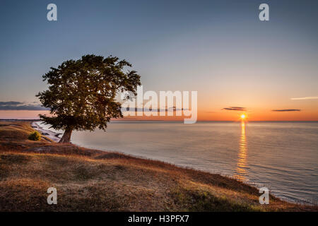 Einsamer Baum gegen das Licht und den Sonnenaufgang über dem Meer. Osterlen, Skane / Scania. Schweden. Skandinavien. Stockfoto