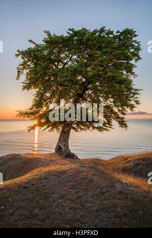 Einsamer Baum gegen das Licht und den Sonnenaufgang über dem Meer. Osterlen, Skane / Scania. Schweden. Skandinavien. Stockfoto