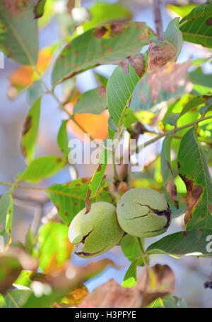 Reife Walnüsse in die offenen Schalen im Garten Stockfoto