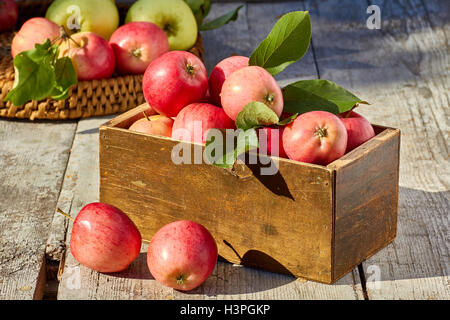 Box und Korbwaren Tablett mit frisch geernteten Äpfel in auf Holztisch Stockfoto